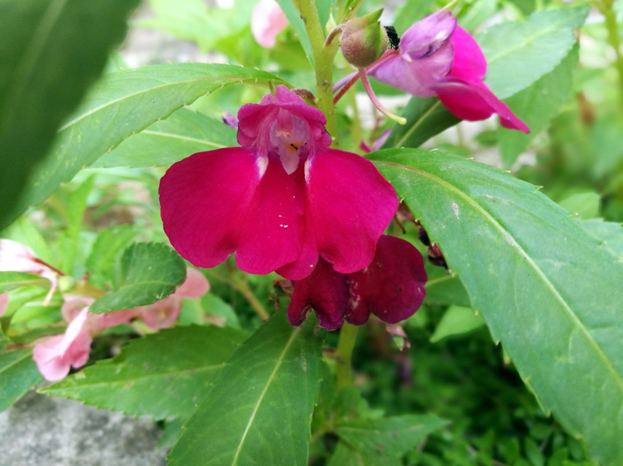 鳳仙花養護一覽,光照要好土壤肥沃,自然長得快