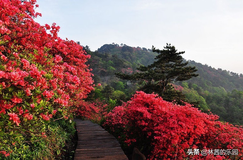 20首关于春游的诗词，杏花春雨，柳暗花明，踏青也可这般画意诗情