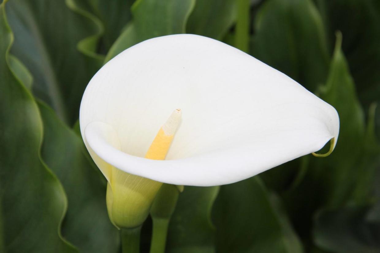 开花优雅花语美,马蹄莲家养没那么简单,几个关键点要知道