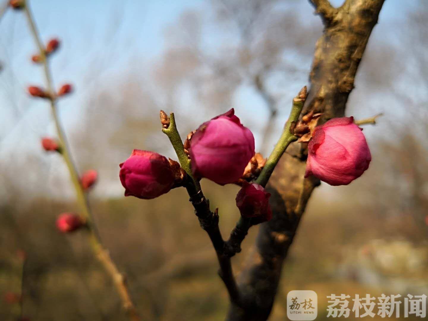 江南无所有，聊赠一枝春，南京梅花山的梅花悄悄地绽放了！