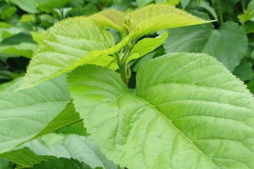 桑叶确有降糖作用,但为何医生都不推荐呢?