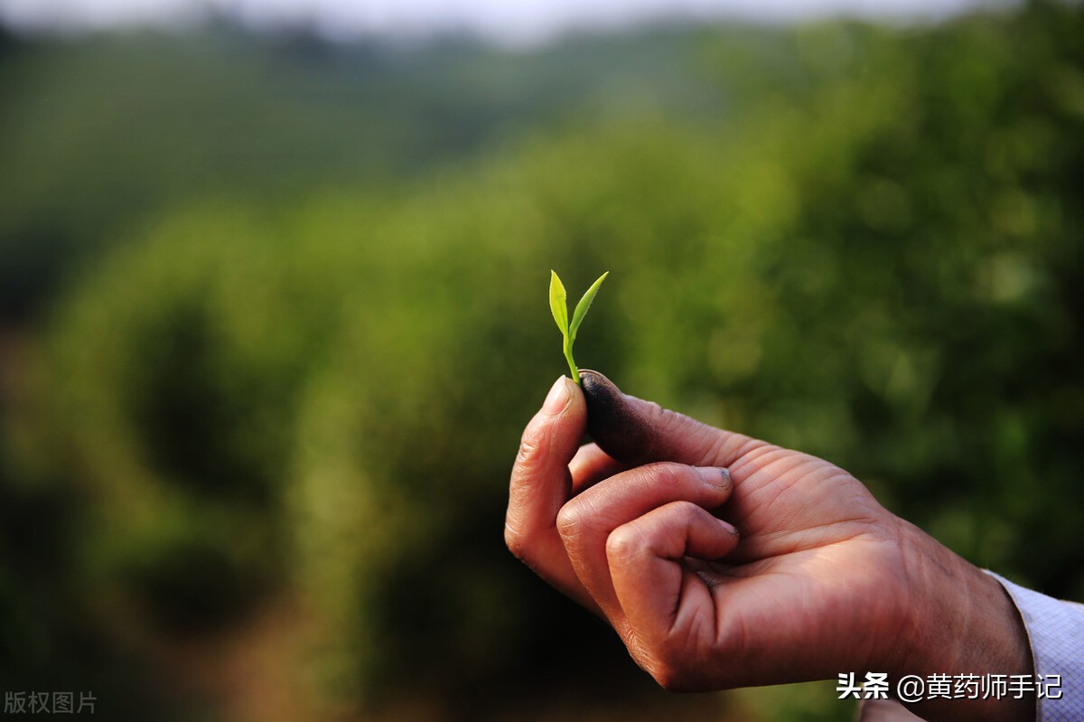 绿茶是热性还是凉性（绿茶和红茶在中医里的3大作用）