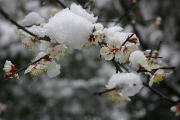 雪中梅花:日暮诗成天又雪,与梅并作十分春