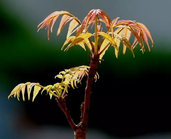 北京这个学校很“火”！坐拥3大花园、果园、动物园，集美貌与知识于一体！