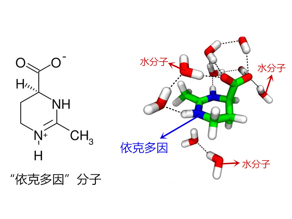 依克多因的功效与作用（解读神奇的修复因子）