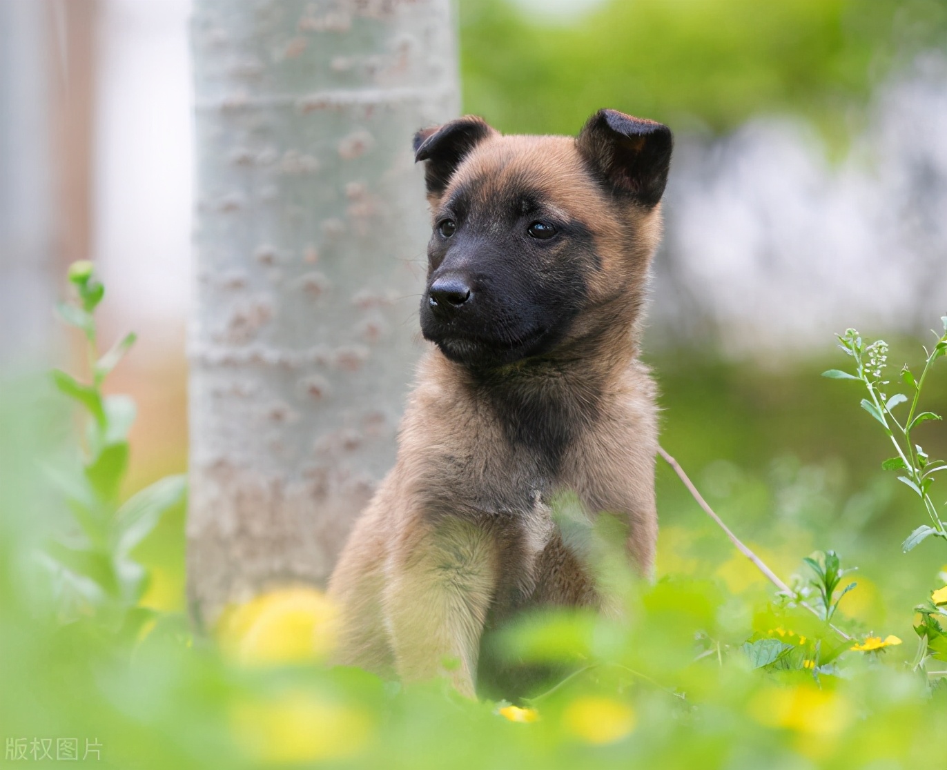 如何挑到合适的马犬?6个"小技巧"教给你
