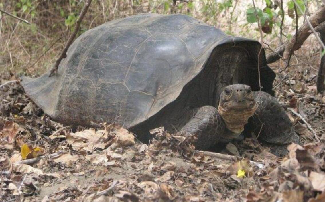 被认为100多年前就灭绝了的费尔南迪纳巨龟还有1只)