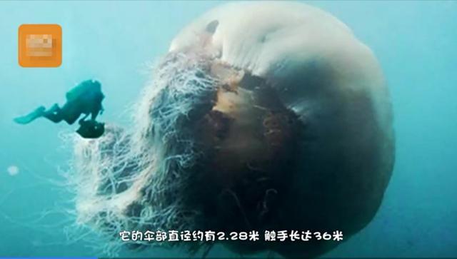 水母有心脏吗（生存了六亿年的水母讲解大全百科）