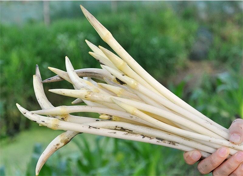 上植物学,从外观上看,当莲藕顶芽的芽鞘未开裂时,像笔尖一样,整个藕带