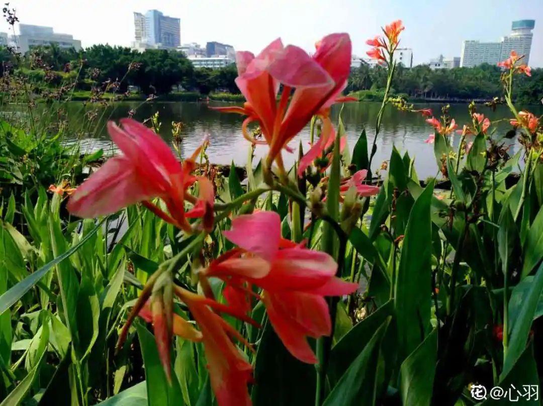 10种花太能喝水,一天一瓢水,7天爆满缸