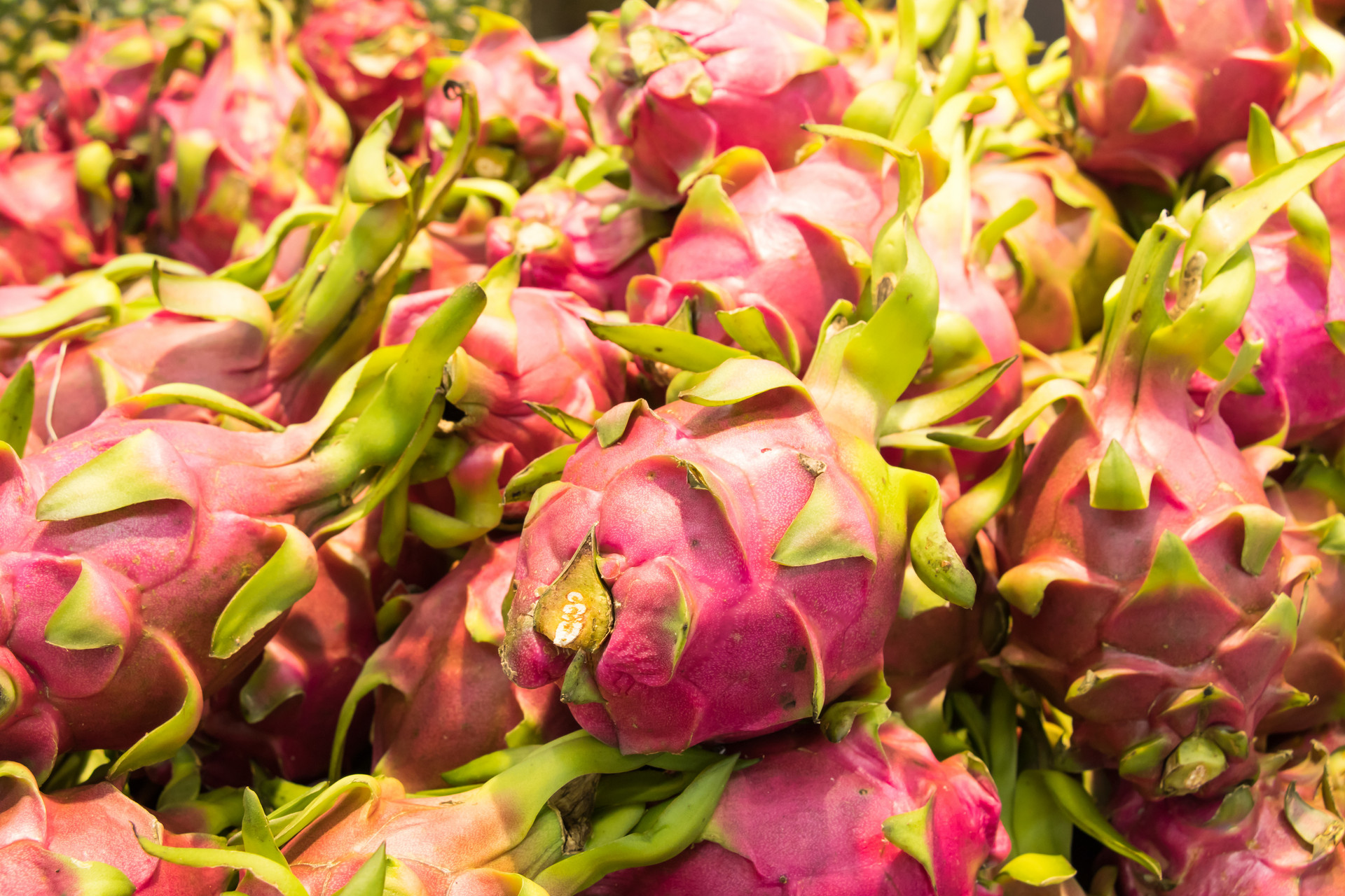 火龙果摘下不知道怎样保鲜?知道这几招,让你减少30%的损失