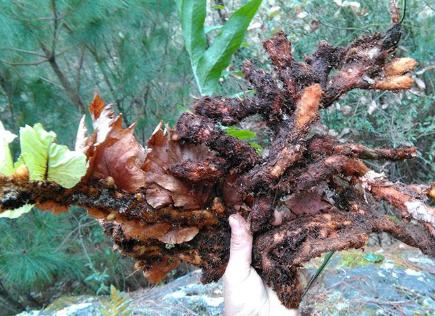 骨碎补的功效与作用 骨碎补的毒性及禁忌-山巅百科网