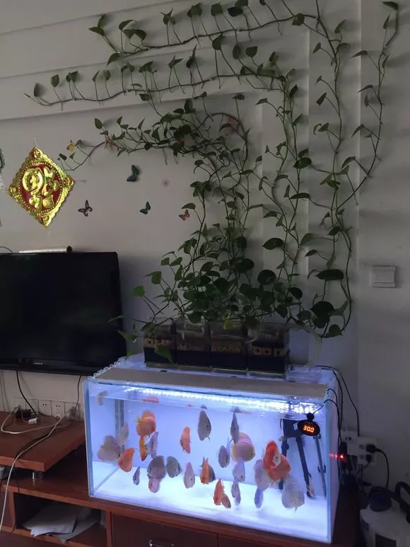 老花匠：绿萝最爱4种东西，喂了以后长得快，抽芽多，易疯长