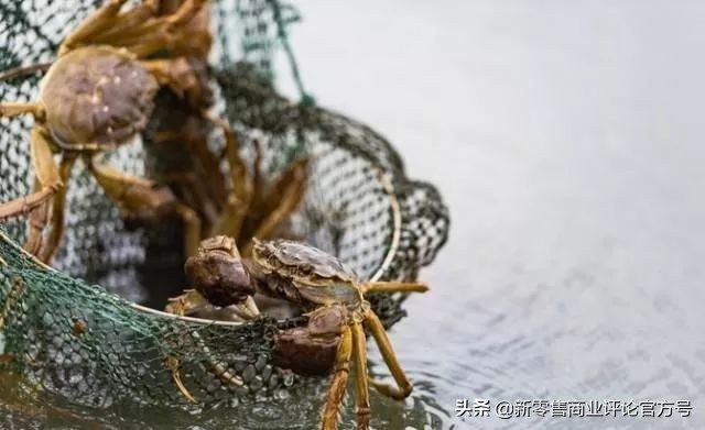 價格大跳水，陽澄湖大閘蟹的生死危機