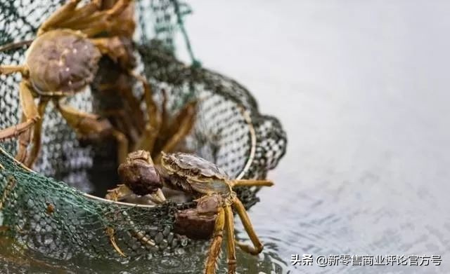 价格大跳水，阳澄湖大闸蟹的生死危机