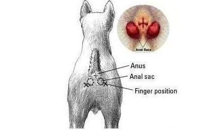柯基犬多久挤一次“肛门腺”？应该怎么挤？