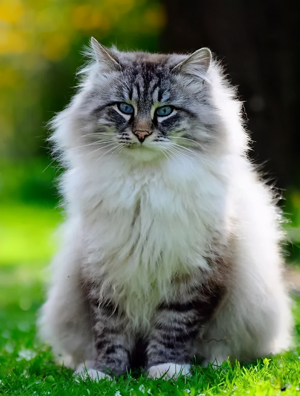 西伯利亚森林猫 西伯利亚森林猫多少钱一只-起航号