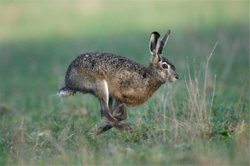 10只兔子恐怖照片 5秒吓死人的照片