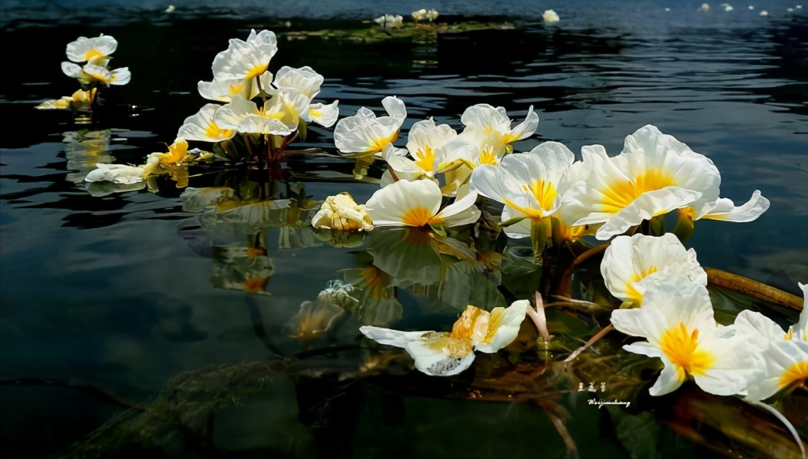 水性杨花是什么意思 -文化号