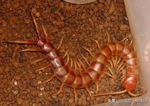 世界上最毒的十大昆虫:喜欢野外徒步的国人注意了！