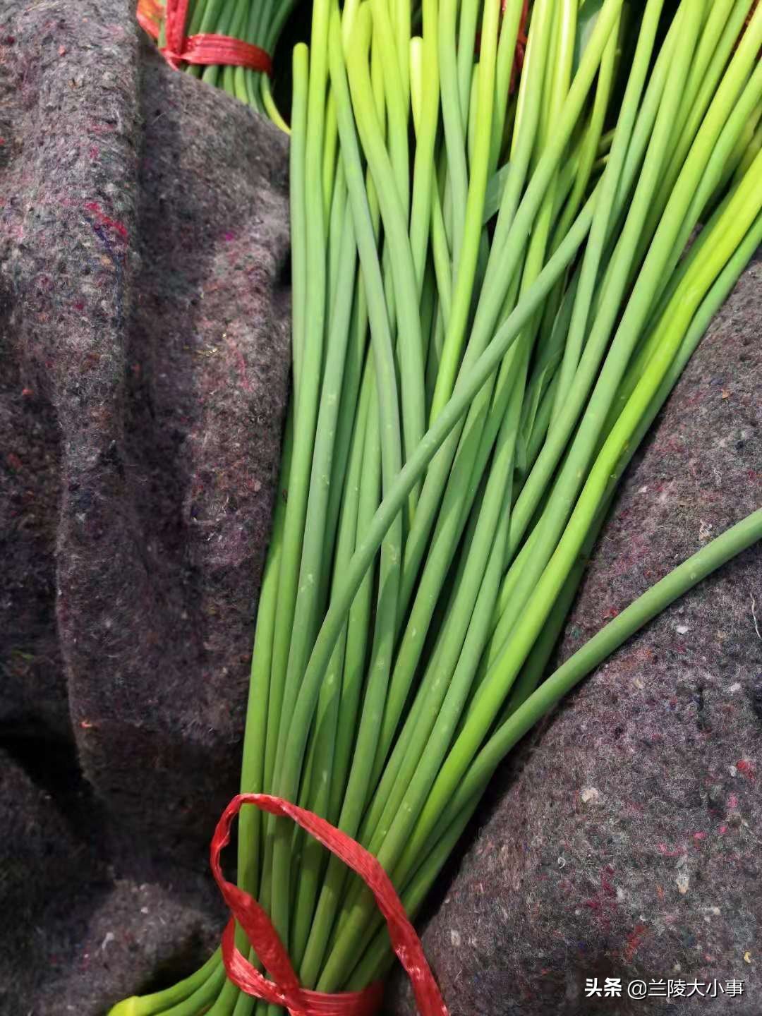 山东临沂兰陵县5月2号苍山蒜薹行情:以质论价 3.5块左右