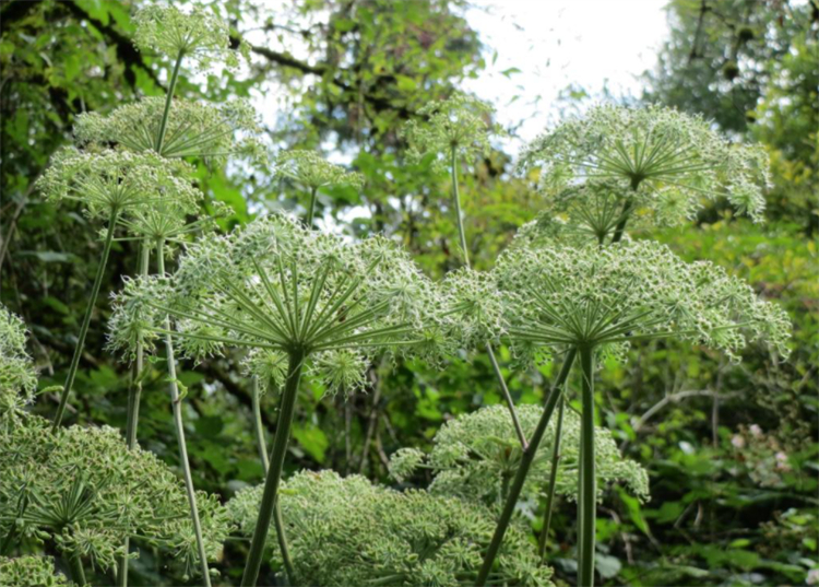 开花量很大,主要品种有很多,常见的有欧当归,东当归,云南野当归等