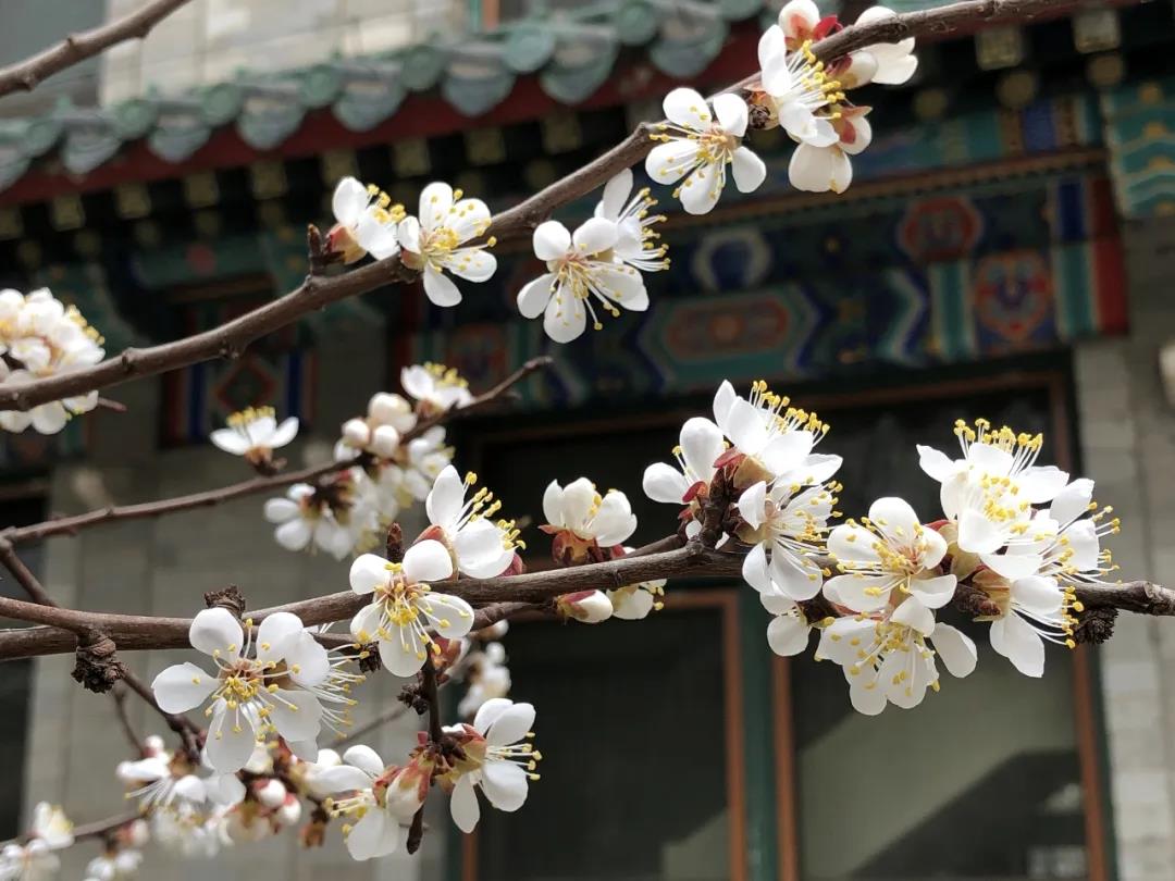 北京协和医学院八年制临床医学专业2017-2019年招生计划与分数线