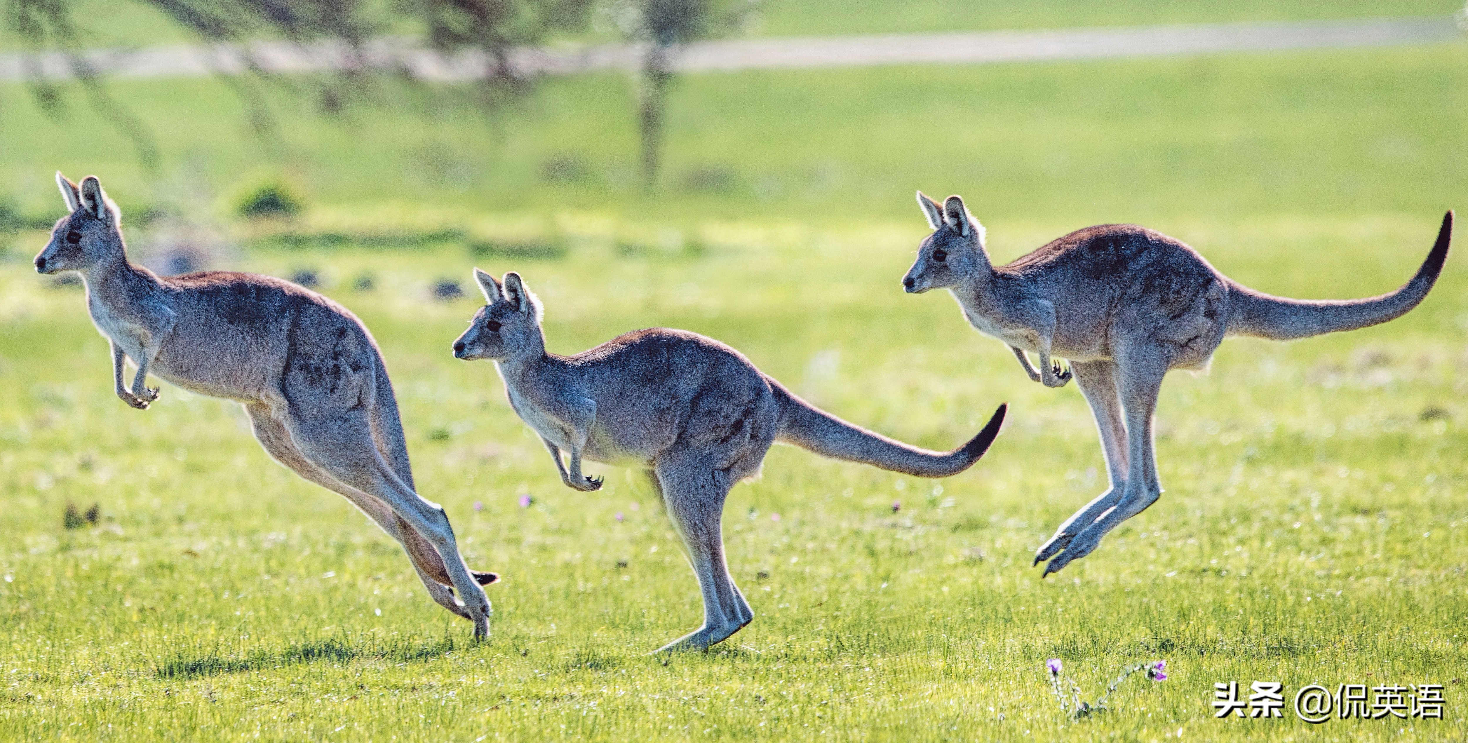 mouse复数(kangaroo(袋鼠)的复数,后面加 s 还是 es?