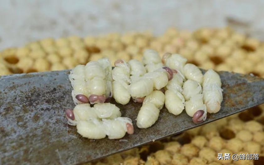 雄蜂蛹价格超过200元1斤，为啥没有多少养蜂人生产？答案来了