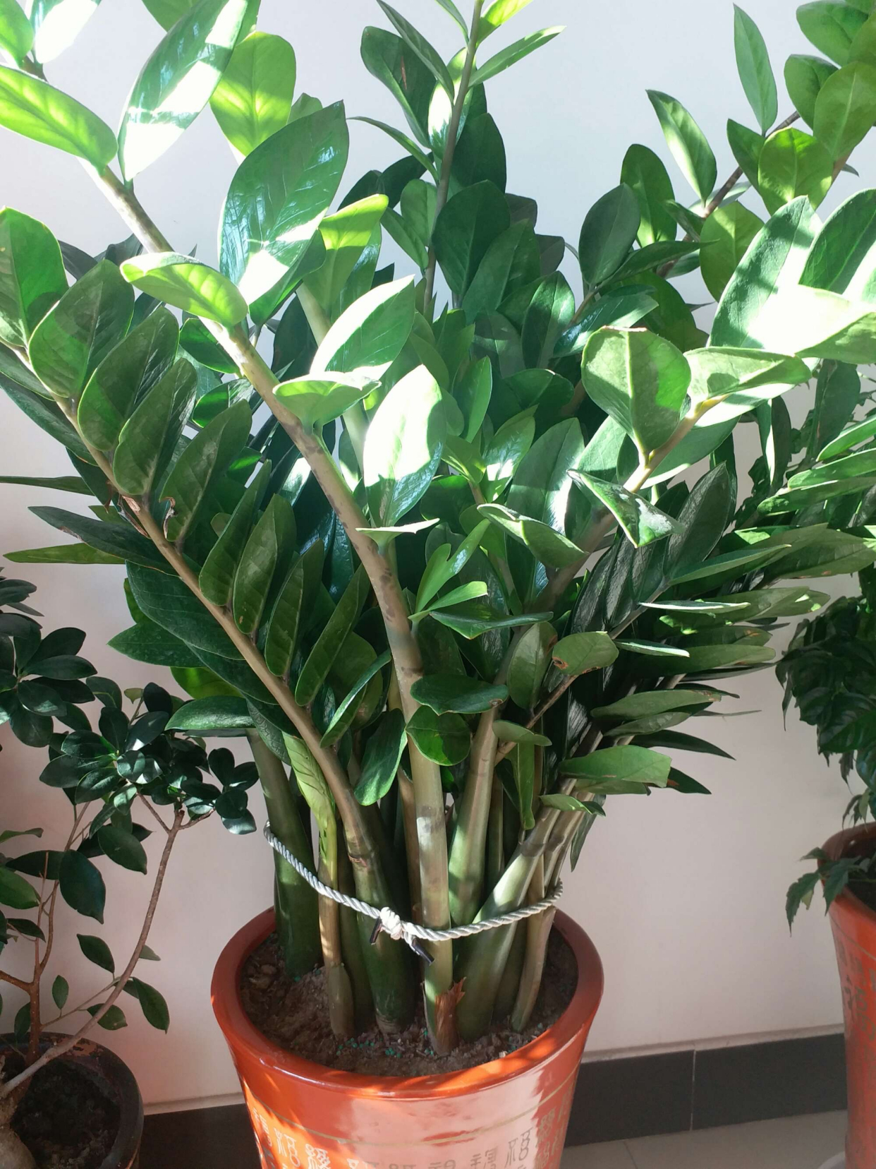 金钱树的养护(金钱树如何养?