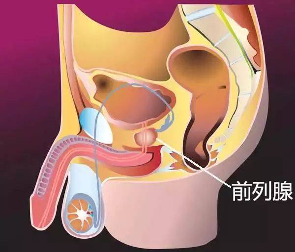 前列腺的位置 前列腺位置3d演示-起航號