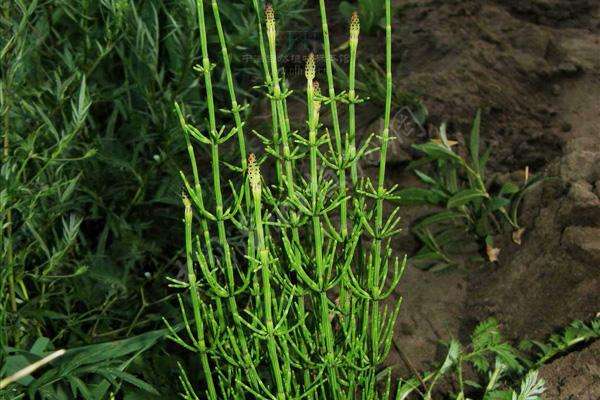 一种"黄金草",样子奇特被当成害草,却不知道它珍贵之处