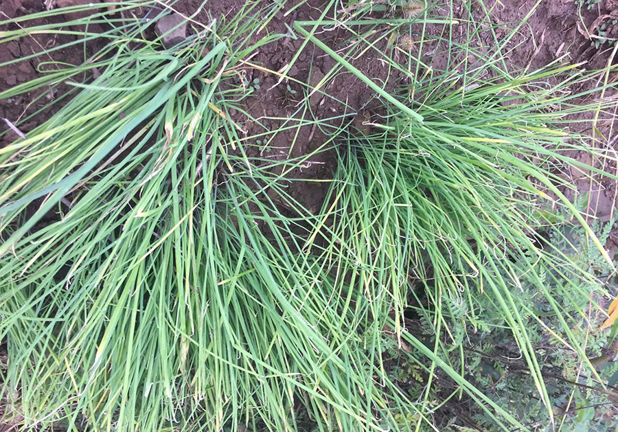 没想到山上常见的小野蒜,竟是蒜的祖宗级食材,也是一种中药材!