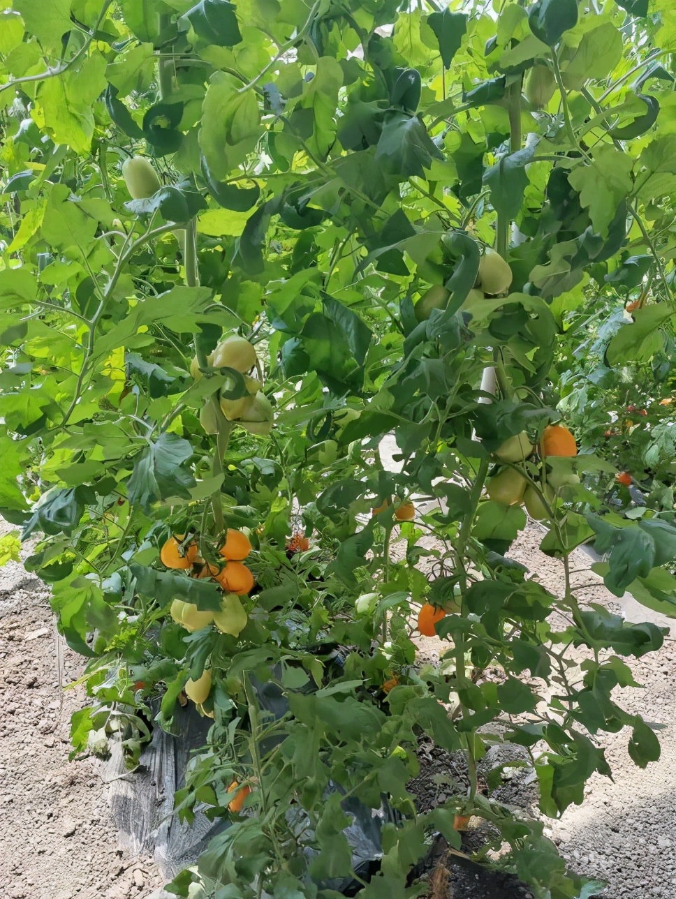 天津的西红柿,早该火了