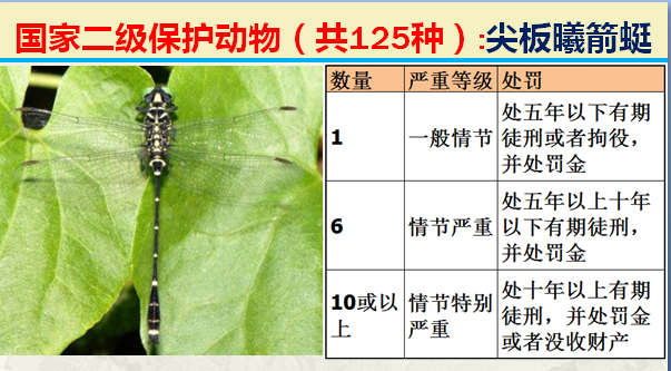 二级保护动物（国家最新125类二级野生保护名录）