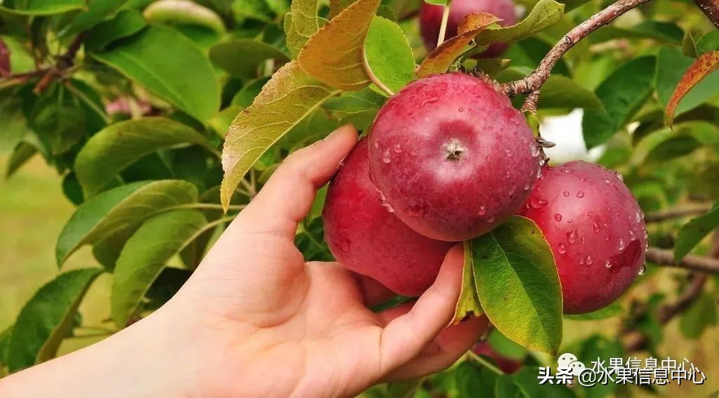 蘋果的產地,蘋果的產地主要在哪里