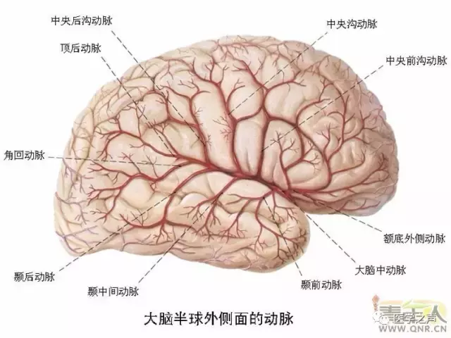 神经元结构示意图（神经元结构示意图手绘）-第15张图片-科灵网