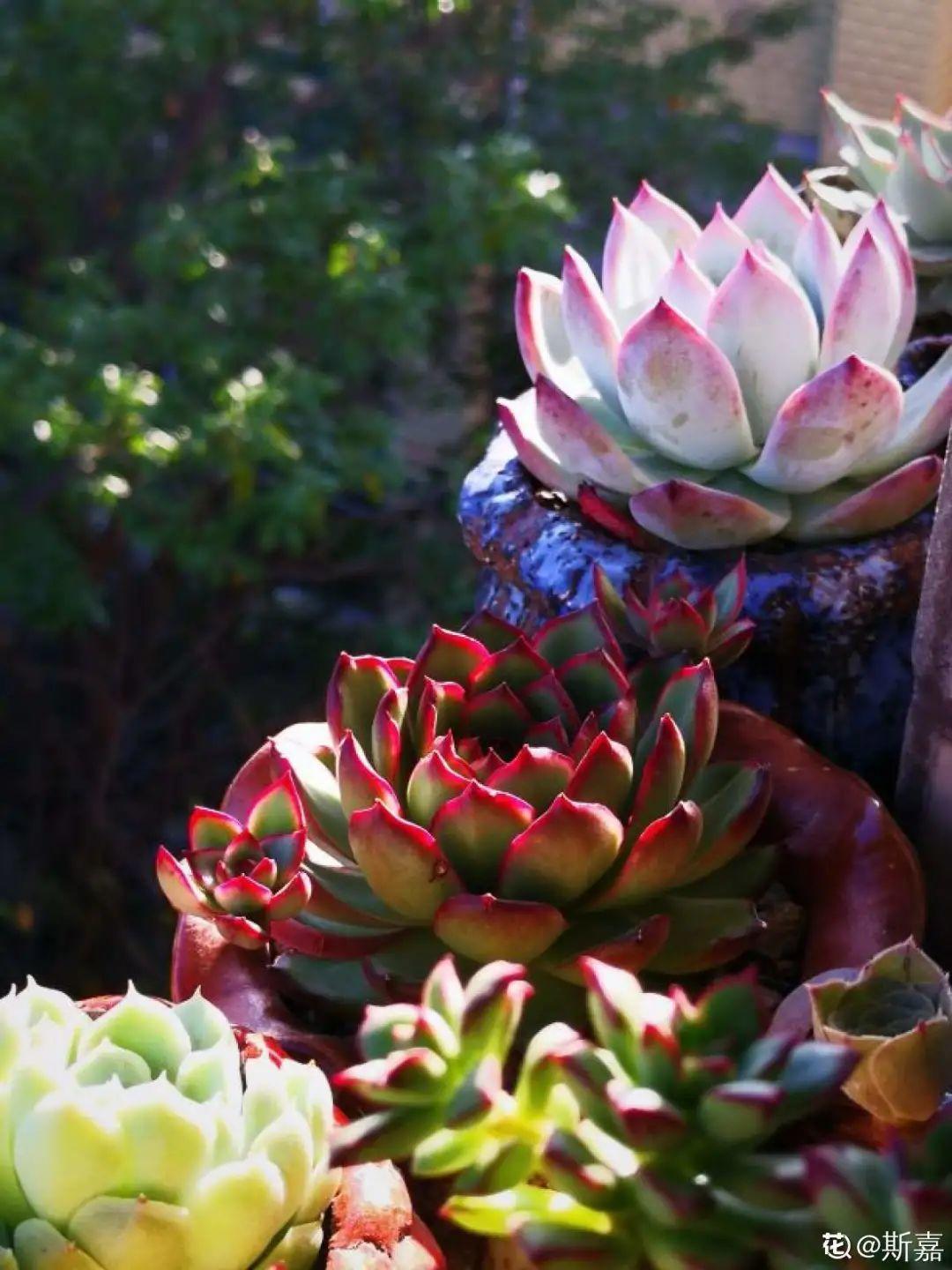夏天多肉植物多久浇一次水 夏季多肉植物的正确养护方法