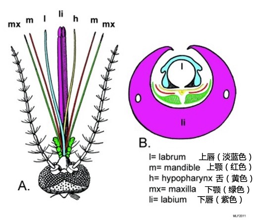 公蚊子也会吸血，不过代价很大！能否利用这一特征彻底消灭蚊子？