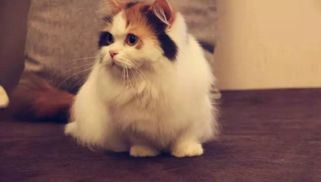 动物界的“萌神”：曼基康矮脚猫，它还有一个名字叫“拿破仑”