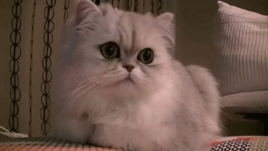 猫咪打嗝是正常的，如果一天之内没停止，可能是身体出了问题！