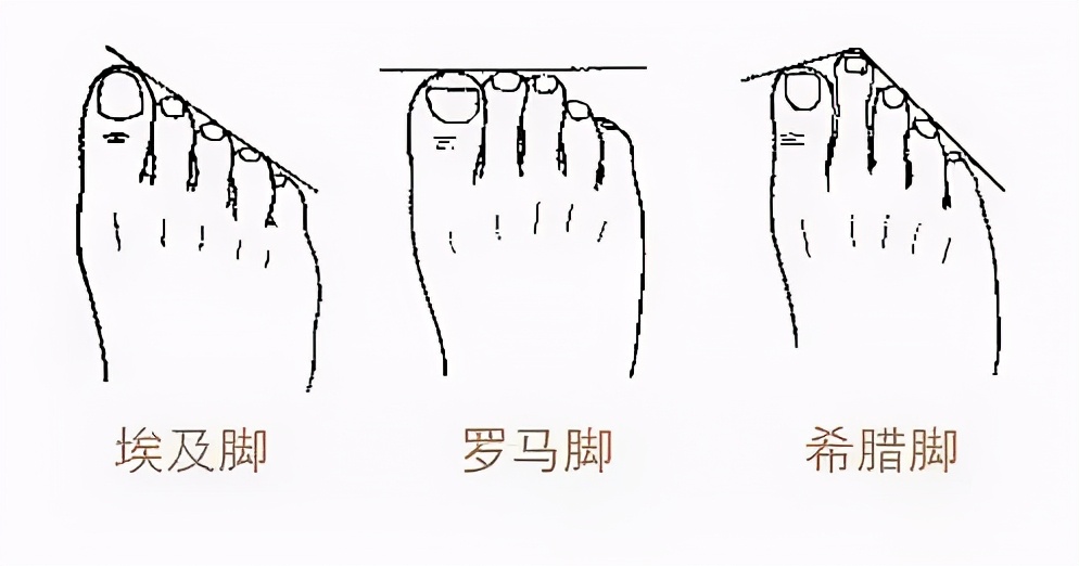 依据脚的长度可分为埃及脚,罗马脚,希腊脚三种.▼脚型是第一位.