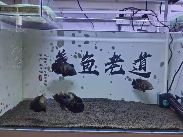 即使偶尔往鱼缸里添加些冷水或热水，那也是需要一定前提条件的