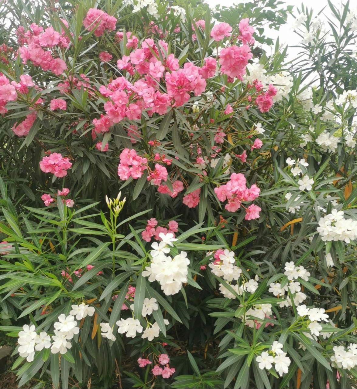 花草的图片大全（100种常见花图鉴一览表）
