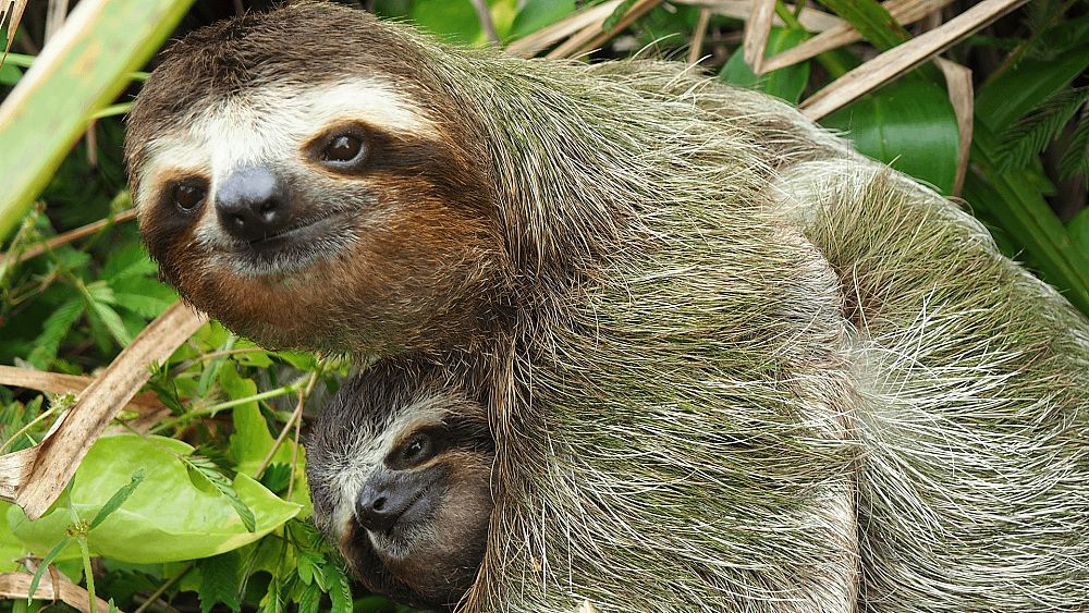 树懒和它的幸福生活