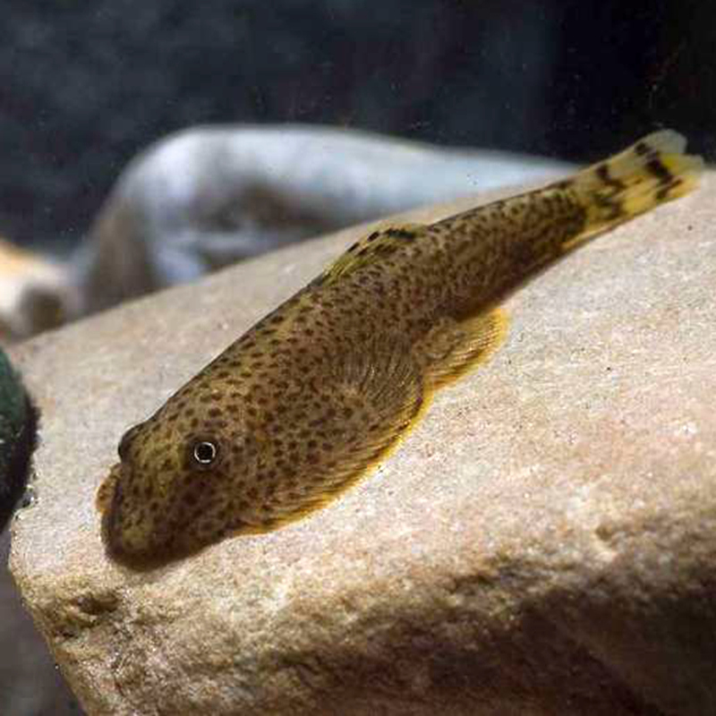 2021年最火原生网红鱼——贵州爬岩鳅