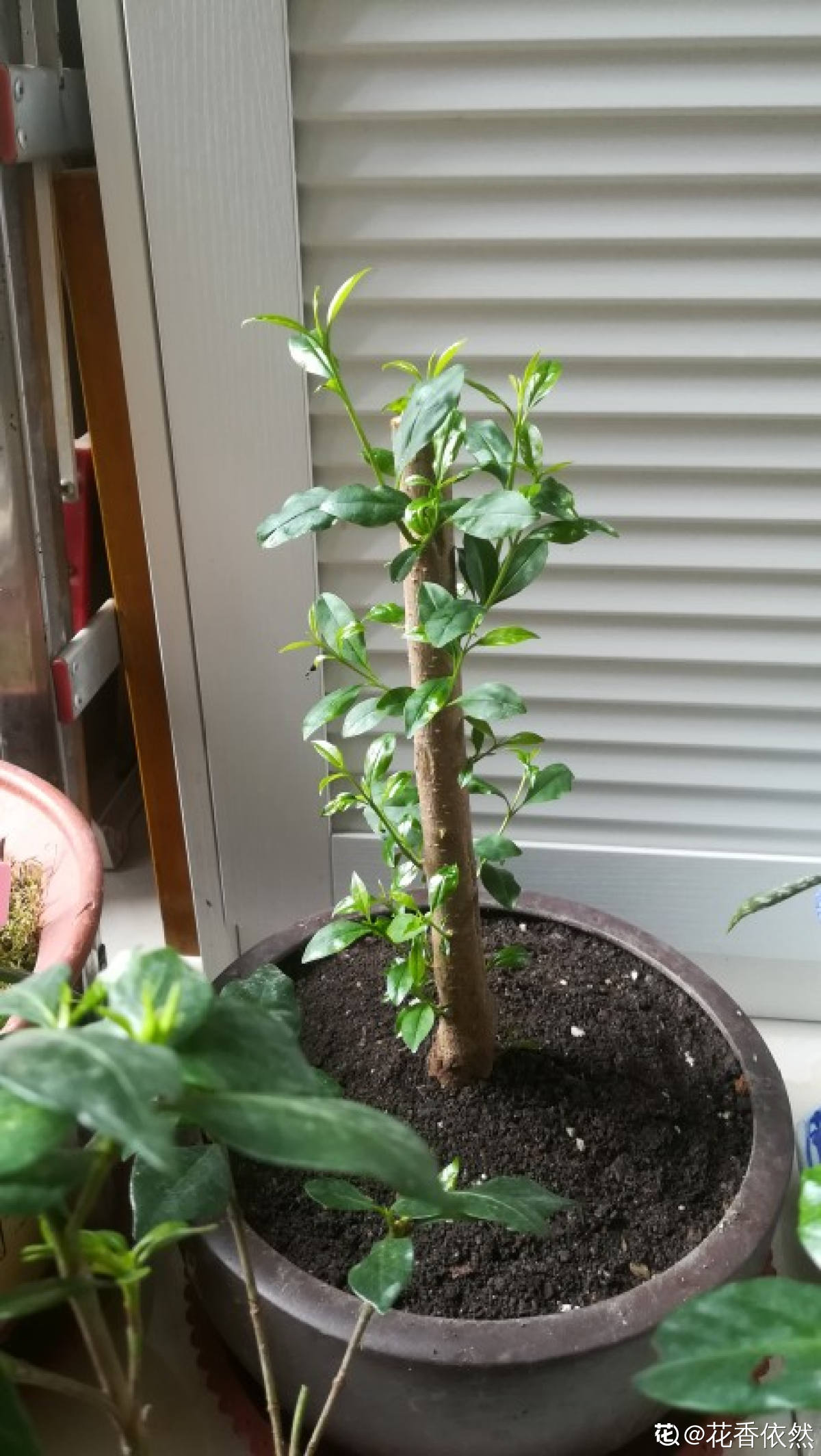 樱桃种植方法（分享樱桃盆栽的正确栽培方法）