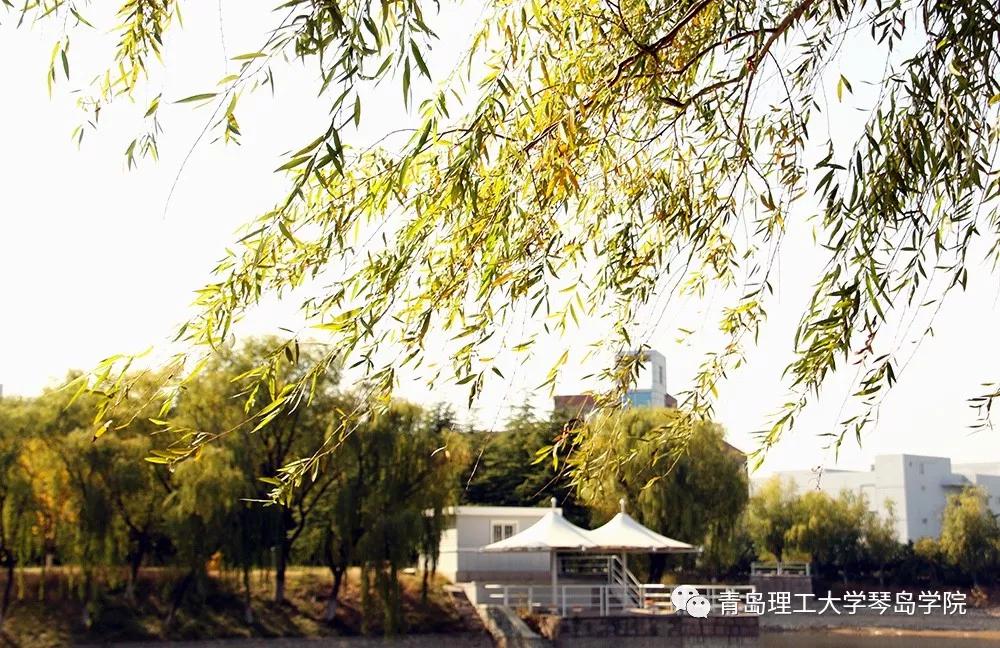 青岛理工大学琴岛学院：我把你画成画，与你平分琴院的秋色