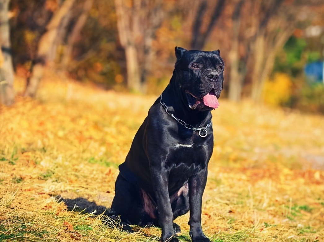 卡斯罗犬是一只特别警惕的狗狗,家里养一只卡斯罗犬可以帮主人看家的
