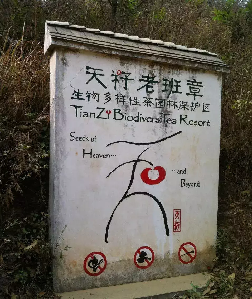 传销和P2P好躲，卖茶小妹难防！